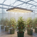 Eine professionelle FLORIS Pflanzenlampe beleuchtet junge Chili- und Paprikapflanzen in einer Gärtnerei und sorgt für ein kräftiges, gesundes Wachstum.