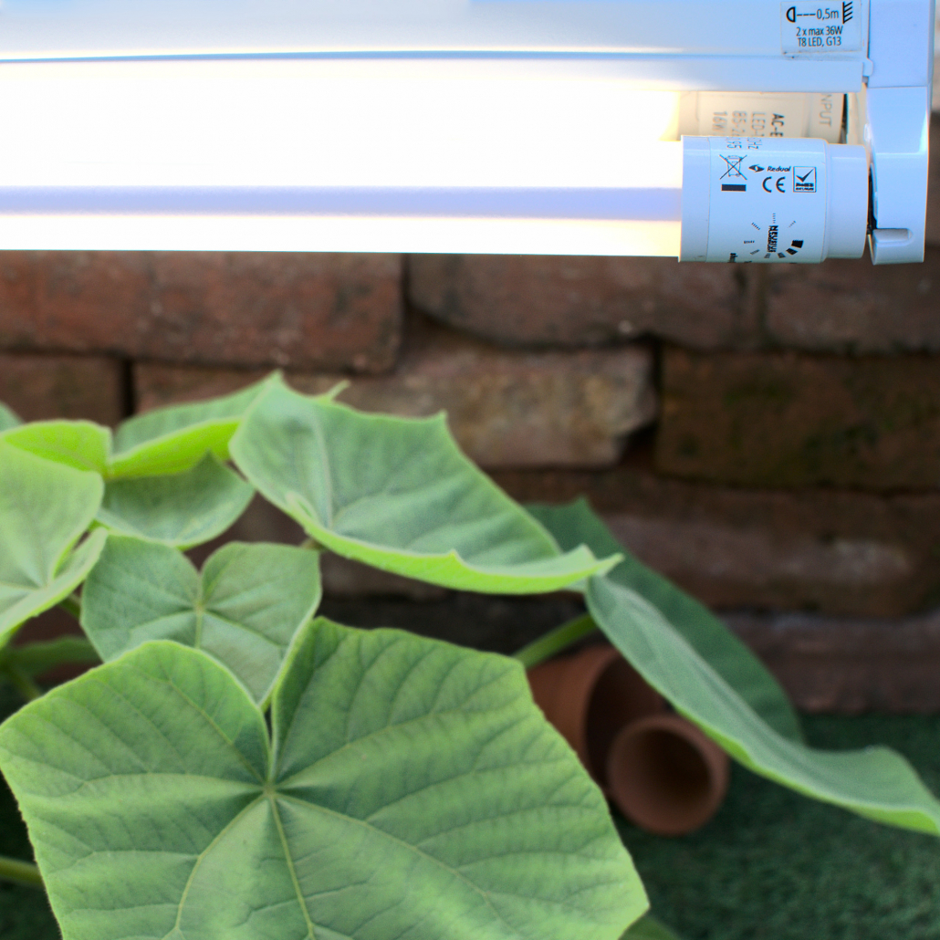 Nahaufnahme der 120cm LED Pflanzenlampe T8 in der Doppelfassung, die den konstruktionsbedingt seitlichen Abstrahlwinkel der LEDs zeigt, welcher die Effizienz nicht beeinträchtigt.