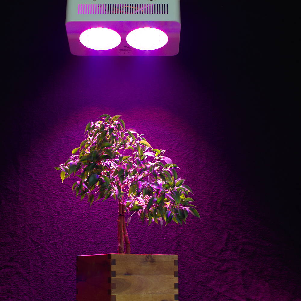 Lichteindruck Pflanzenlampe Neusius Pflanzenlicht´