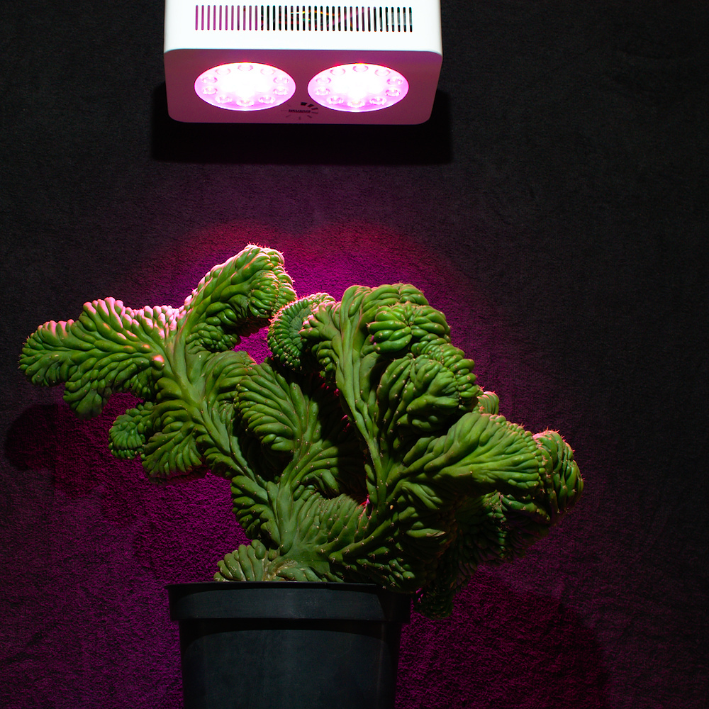 Lichteindruck Pflanzenlampe Neusius Pflanzenlicht