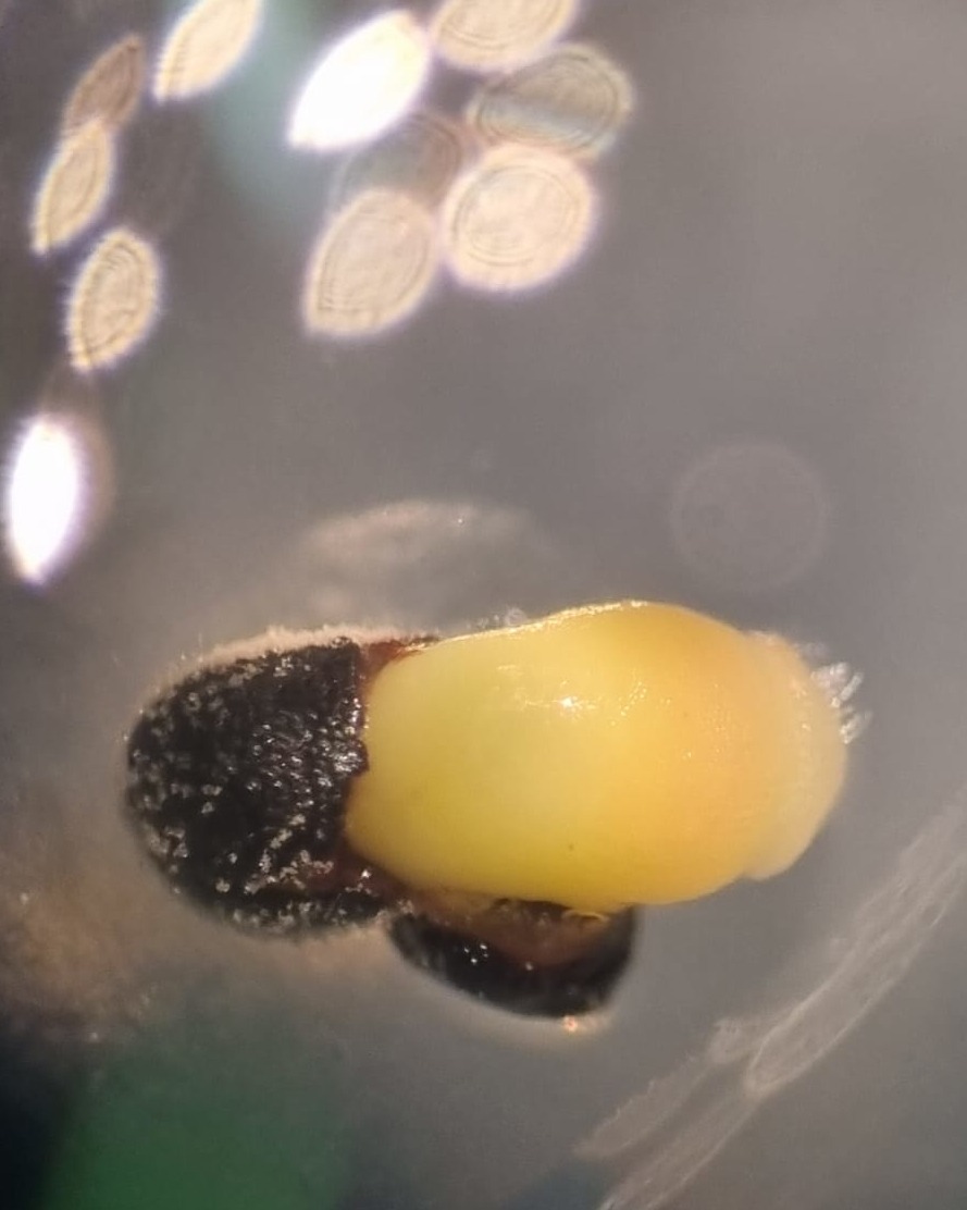 Makroaufnahme einer In-vitro-Samenkeimung zur Erforschung von Phytohormonen im Ex-situ-Artenschutz an der HTW Dresden