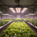 FLORIS GROW 150W LED Pflanzenlampen beleuchten Reihen von frischem Salat und Grünkohl in einer modernen Indoor-Farm für effizienten Nutzpflanzenanbau.