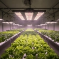 FLORIS GROW 150W LED Pflanzenlampen beleuchten Reihen von frischem Salat und Grünkohl in einer modernen Indoor-Farm für effizienten Nutzpflanzenanbau.