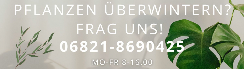 Pflanzen überwintern mit dem richtigen Pflanzenlicht. Nahaufnahme von gesunden Pflanze unter einer LED-Pflanzenlampe.