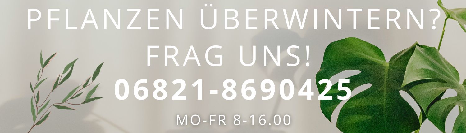 Pflanzen überwintern mit dem richtigen Pflanzenlicht. Nahaufnahme von gesunden Pflanze unter einer LED-Pflanzenlampe.