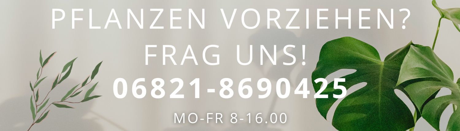 Pflanzen vorziehen im Winter und zeitigen Frühjahr: Banner zur Beratung für die Anzucht kräftiger, gesunder Jungpflanzen unter LED Kunstlicht für eine erfolgreiche Gartensaison.