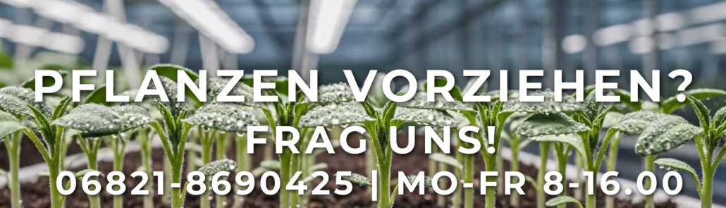 Junge Pflanzensetzlinge mit Wassertropfen unter LED-Pflanzenlampen zur Anzucht – Experten-Beratung zum Pflanzen vorziehen von pflanzen-lampen.de.