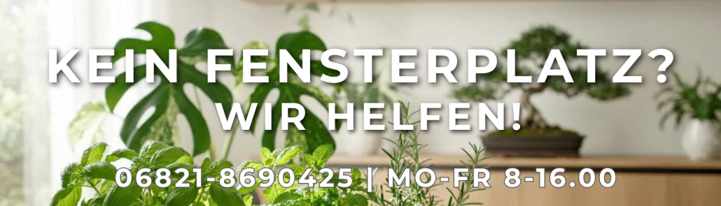 Pflanzen in einem schattigen Zimmer - durch Pflanzenleuchten von NEUSIUS PFLANUENLICHT kräftig und vital.