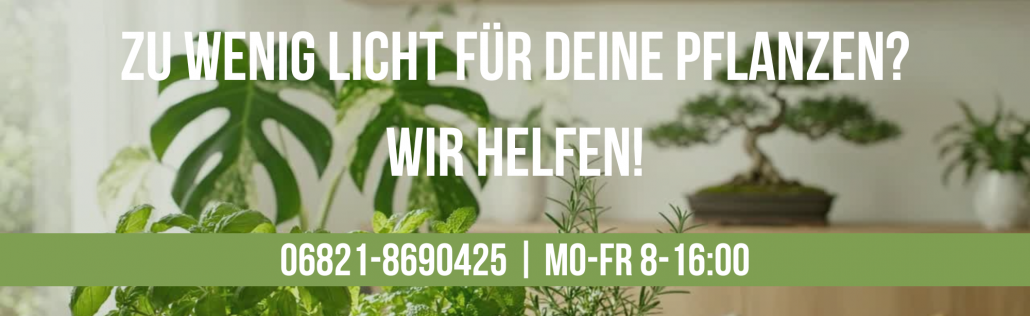 LED-Pflanzenlampe für Zimmerpflanzen und Kräuter gegen Lichtmangel im Herbst und Winter – Neusius Pflanzenlicht Beratung 06821-8690425