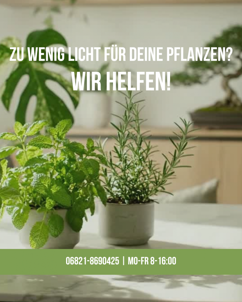 LED-Pflanzenlampe für Zimmerpflanzen und Kräuter gegen Lichtmangel im Herbst und Winter – Neusius Pflanzenlicht Beratung 06821-8690425