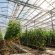 Hocheffiziente LED-Toplight-Armaturen über Gemüsekulturen im professionellen Erwerbsgewächshaus